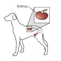 Renal  ( Kidney Support ) Wet Dog Food – New, Unopened (Discounted)