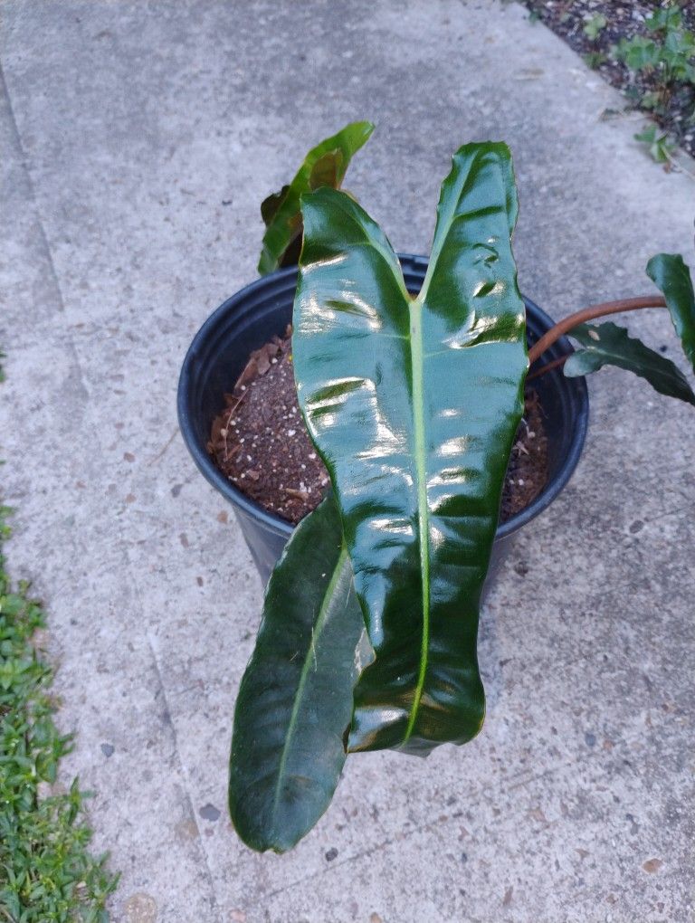 Philodendron Black Billetie  Plant 