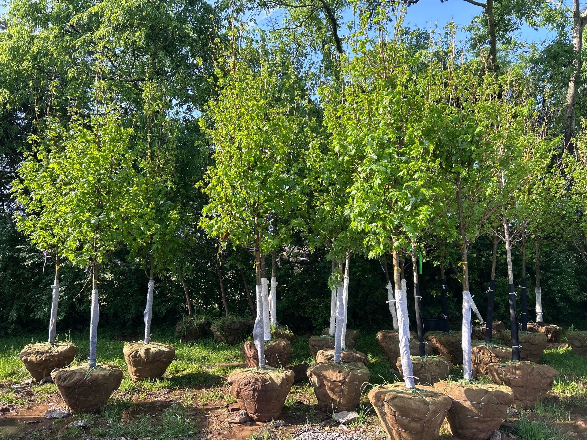 red maples