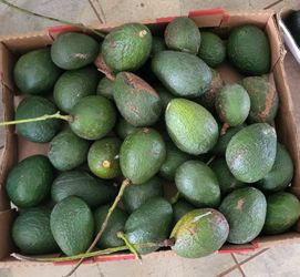 Avocados and Limes Organic Locally Grown