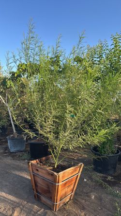 palo verde