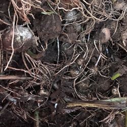 White Calla Lily Bulbs