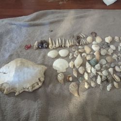 115 Decorative Seashells