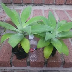 Small Agave Plant @$3 each, I Have 4