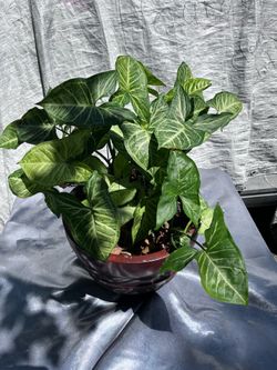 Arrowhead plant