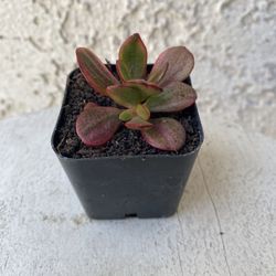 2 Inch Pot Succulent Plant Sedum Praealtum - Green Cockscomb - Rooted & Established - Drought Resistant 🪴 Great Baby Shower Wedding Favors 