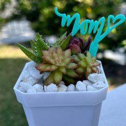 Succulent Mother’s Day Gift 