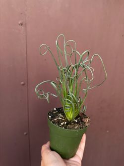 4” frizzle sizzle plant