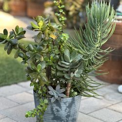 Assorted Succulent Plants 