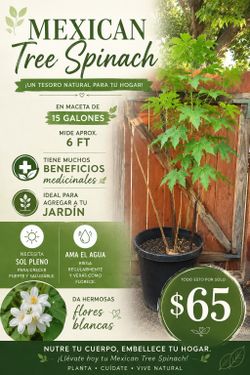 Mexican tree spinach 🌳💊