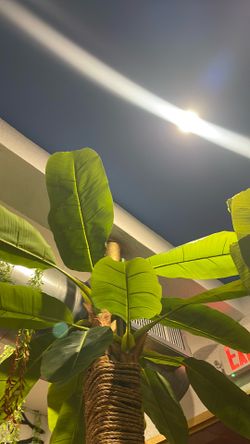 Plantain tree