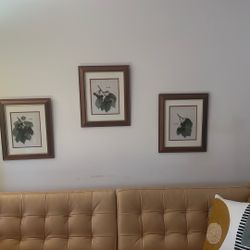 3 Frames Botanicals - American Cherry