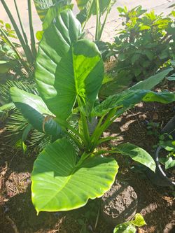 Plants