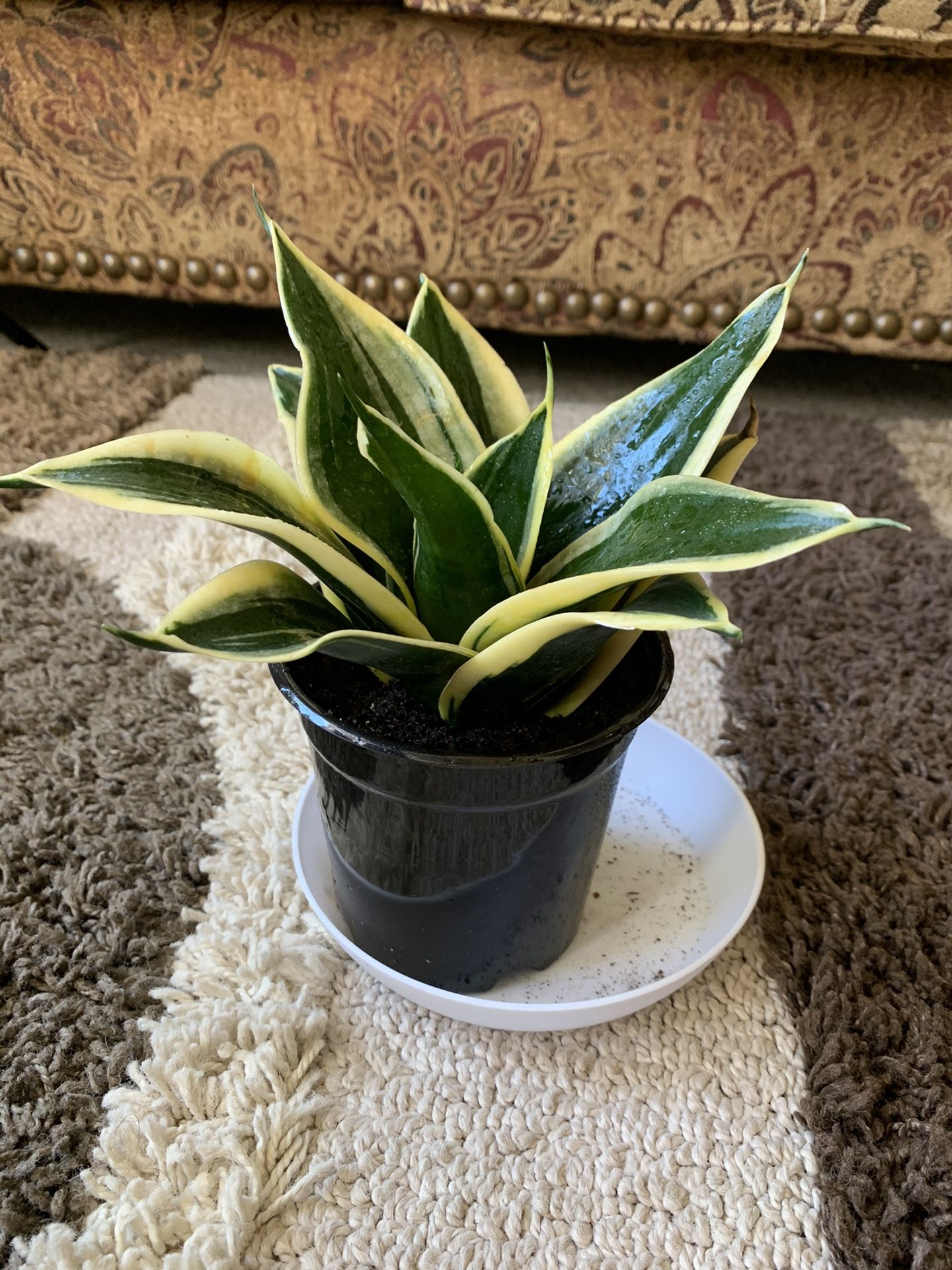 Birdsnest Snake Plant Sansiveria Low Light 