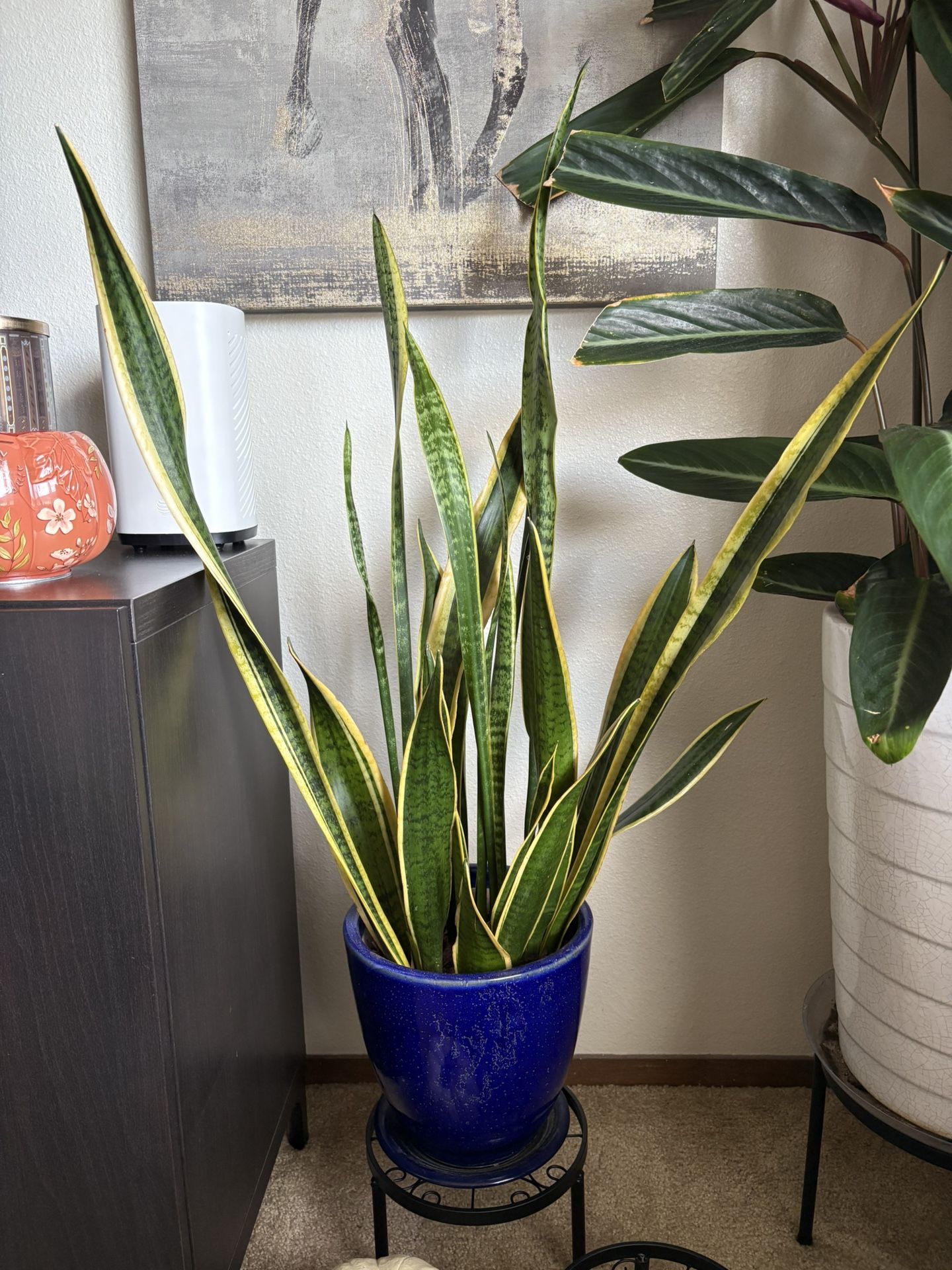 Beautiful Snake Plant