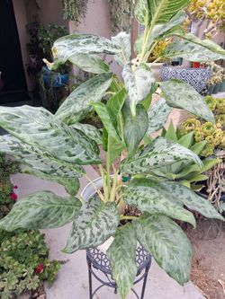 Aglonema PEACOCK 🦚 Plant $55