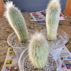 3 Silver Torch Bundle