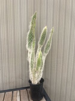 Old Man Cactus