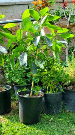 #2c Fuerte Avocado Trees Propagated Grafted to produce Quality fruit quickly. 5gal  over 3 feet tall.   With  flowering buds to producing fruit