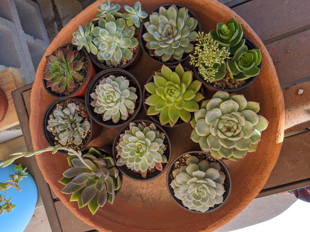 Cheap succulents ( black Friday sale only )