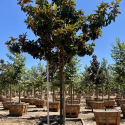 48in Box Magnolia Grandiflora 14ft X 7ft 