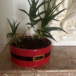 Succulent Plant 