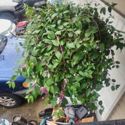 Hanging Baskets (Not Stolen)