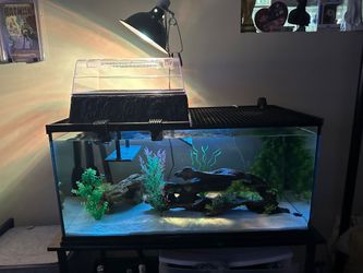 40 gallon aquarium