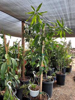 Mango criollo $110