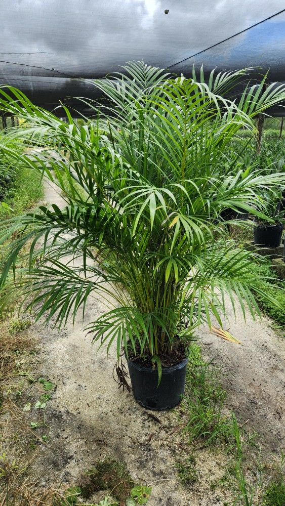 Beautiful Arecas Palms About 6 Feet Tall For Just $45 Instant Privacy Plants Green Fencing Privacy Hedges