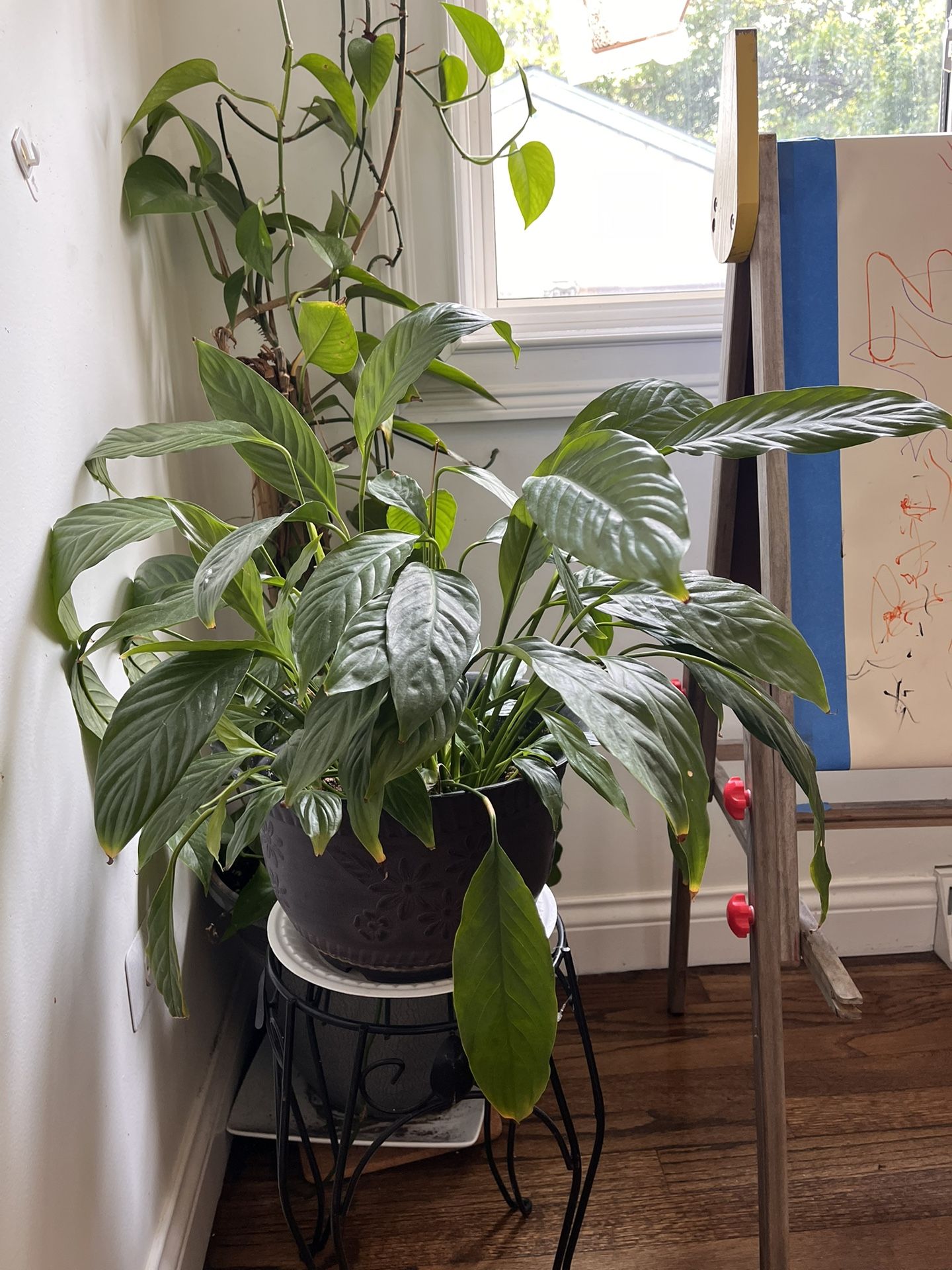 Indoor Plants