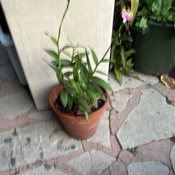 Pink Orchid Just Coming Into Bloom