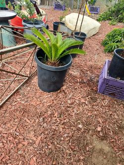 Sago Palm