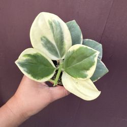 4” Variegated Hoya Pachyclada