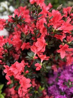 Azalea Hermosas.