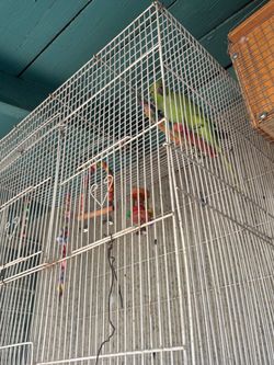 Ring neck bird cage