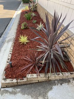 Planting, tree & plant clean up
