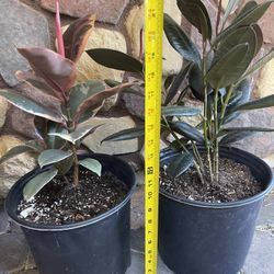 Ficus Burgundy Rubber Plant In 9” Pot