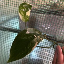 Variegated Epi Albo Plant Cutting 