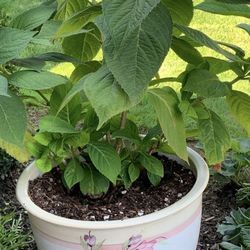 Potted Hydrangea Plant 