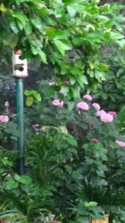 Beautiful Fragrant butterfly plants