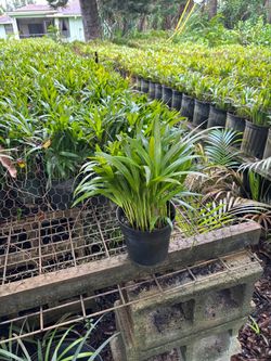 Areca palms