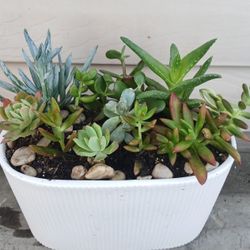 Succulent Mix Pot 