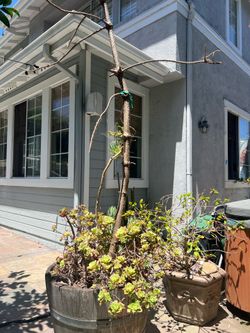 Norfolk Island Pine in wine barrel planter
