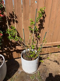 ROSE OF SHARON WHITE HIBISCUS