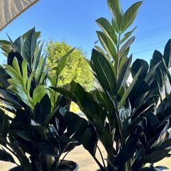 Zz Black Raven Plant (Rare Indoor Houseplant)10” Pot