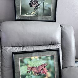 Framed Beautiful Butterfly Pictures 