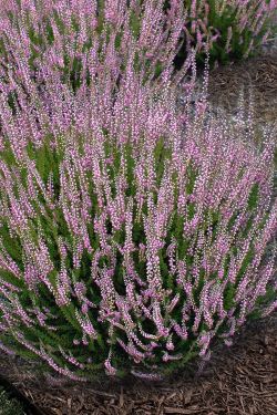 Summer blooming hearther Spring torch