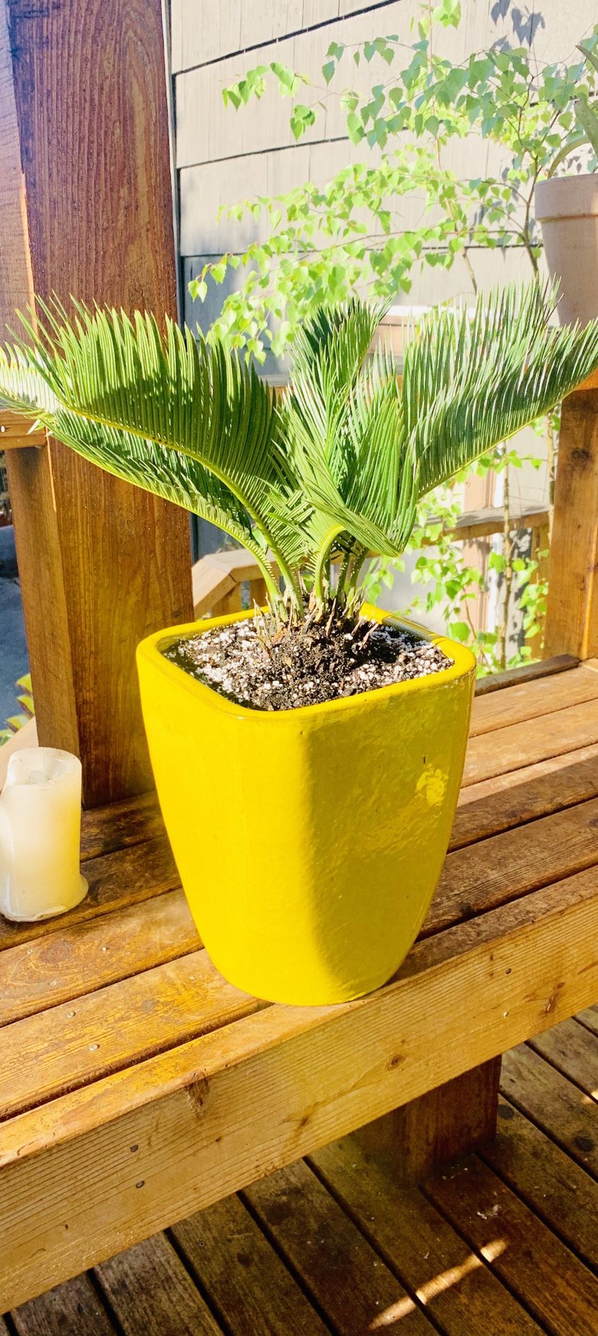 Live outdoor (or indoor) Sago Palm house plant in a ceramic planter flower pot—firm price