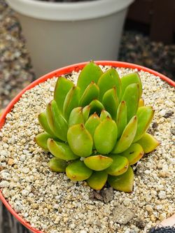 Echeveria Agavoides Succulent